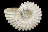 Bumpy Douvilleiceras Ammonite - Madagascar #79108-1